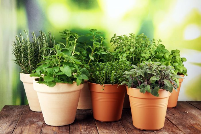 Herbs grow easy growing annsentitledlife gardener beginner start would if like plants garden list gardening decide cultivate help will saved Herbs grow easy growing annsentitledlife gardener beginner start would if like plants garden list gardening decide cultivate help will saved