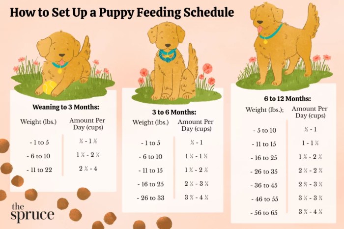 How to Potty Train a Puppy: 5 Steps to Success