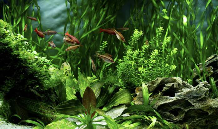 Freshwater fresh planted gallon umpteen ratemyfishtank aquascape saltwater driftwood arkansas gardenmagz Freshwater fresh planted gallon umpteen ratemyfishtank aquascape saltwater driftwood arkansas gardenmagz