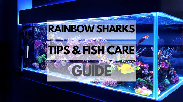 Koi feeding feed healthy Koi feeding feed healthy