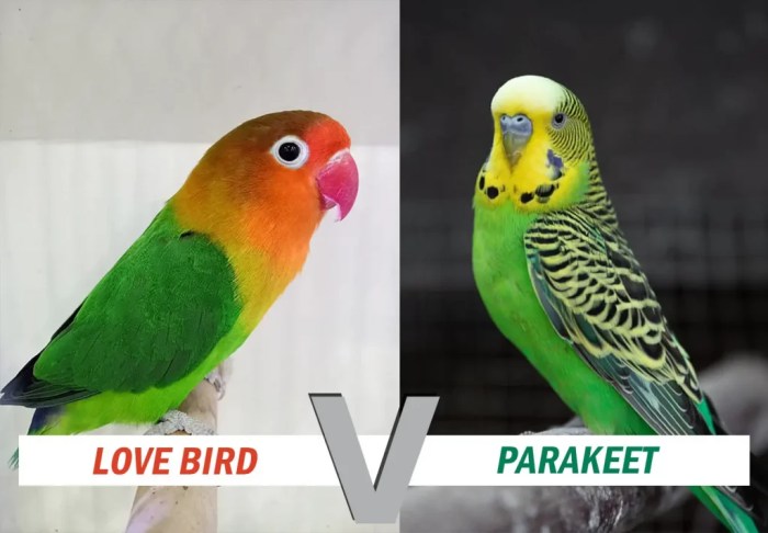 How to Choose the Right Bird: 12 Popular Pet Bird Species