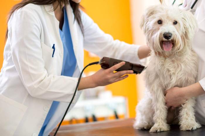 Grooming dog groom clippers pets steps five using products