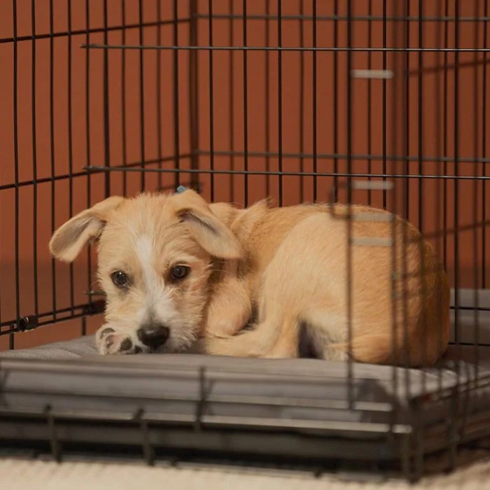 How to Potty Train a Puppy: 5 Steps to Success