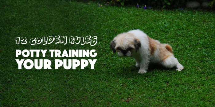 Schedule puppy training potty dog puppies train dogs age crate tips choose board article Schedule puppy training potty dog puppies train dogs age crate tips choose board article
