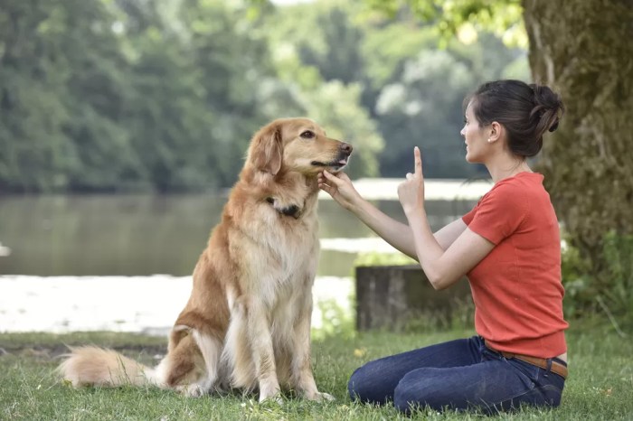 How to Train a Dog: 7 Basic Commands for Beginners