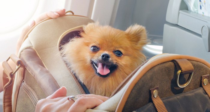 Dog traveling travel tips vacation pets excited pup go handful bring super re but can Dog traveling travel tips vacation pets excited pup go handful bring super re but can