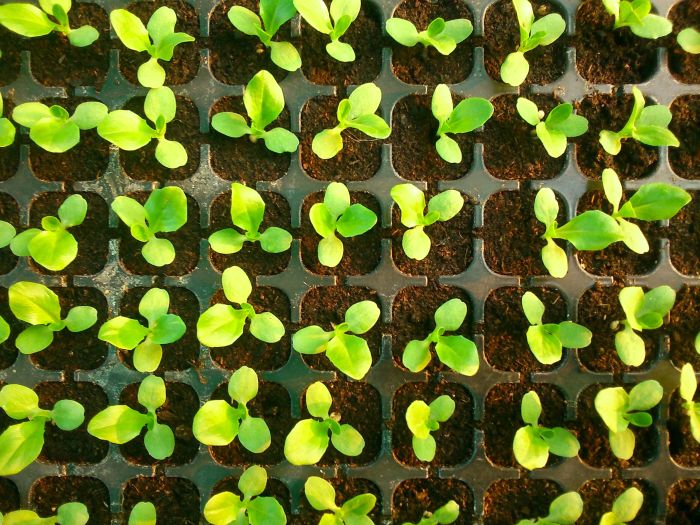 How to Grow Flowers: 15 Easy Flowers to Grow in Your Garden