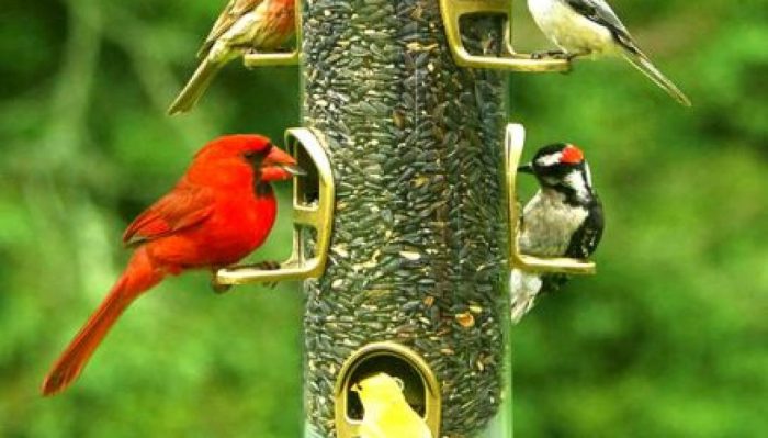 Birds attract bird feeders these feeder article attracting yard choose board backyard Birds attract bird feeders these feeder article attracting yard choose board backyard