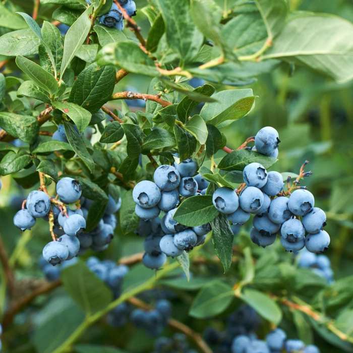 Edible landscaping bushes brambles
