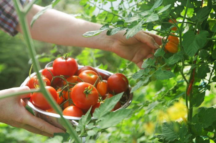 Tomatoes growing tips tomato theprairiehomestead gardening article plants homestead planting