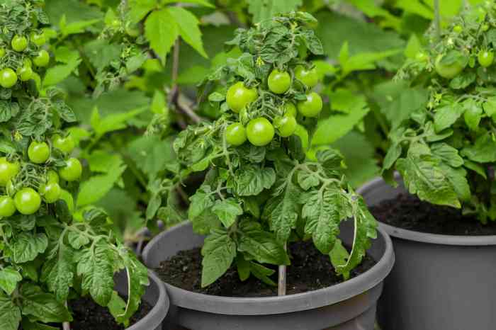 How to Grow Tomatoes: 8 Tips for a Bountiful Harvest